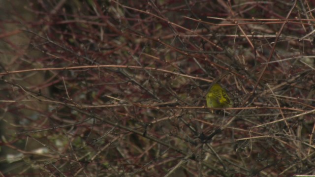 Yellow Warbler (Northern) - ML482344