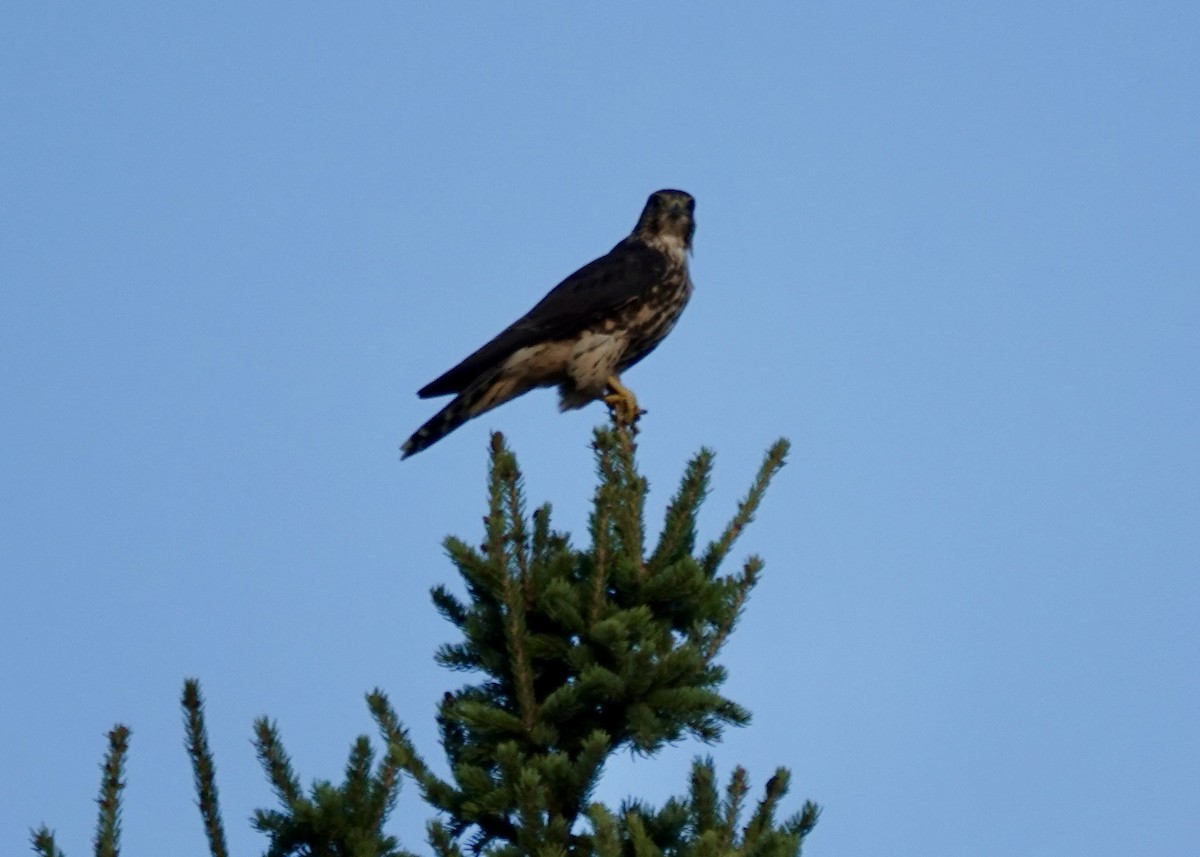 Merlin - ML482344561