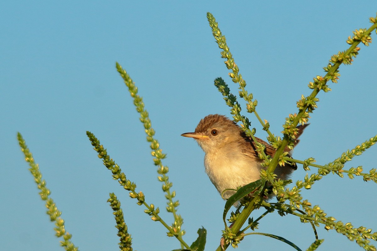 Graceful Prinia - ML482345451