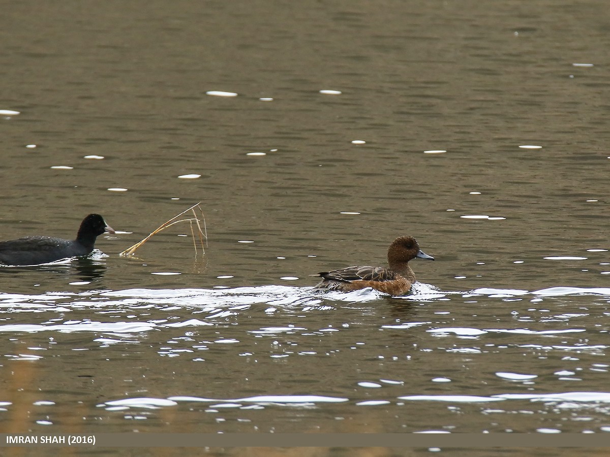 Eurasian Wigeon - ML48234561