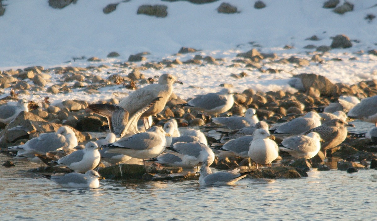 Glaucous Gull - ML48234691