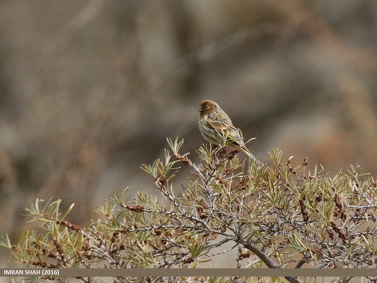 Fire-fronted Serin - ML48234711