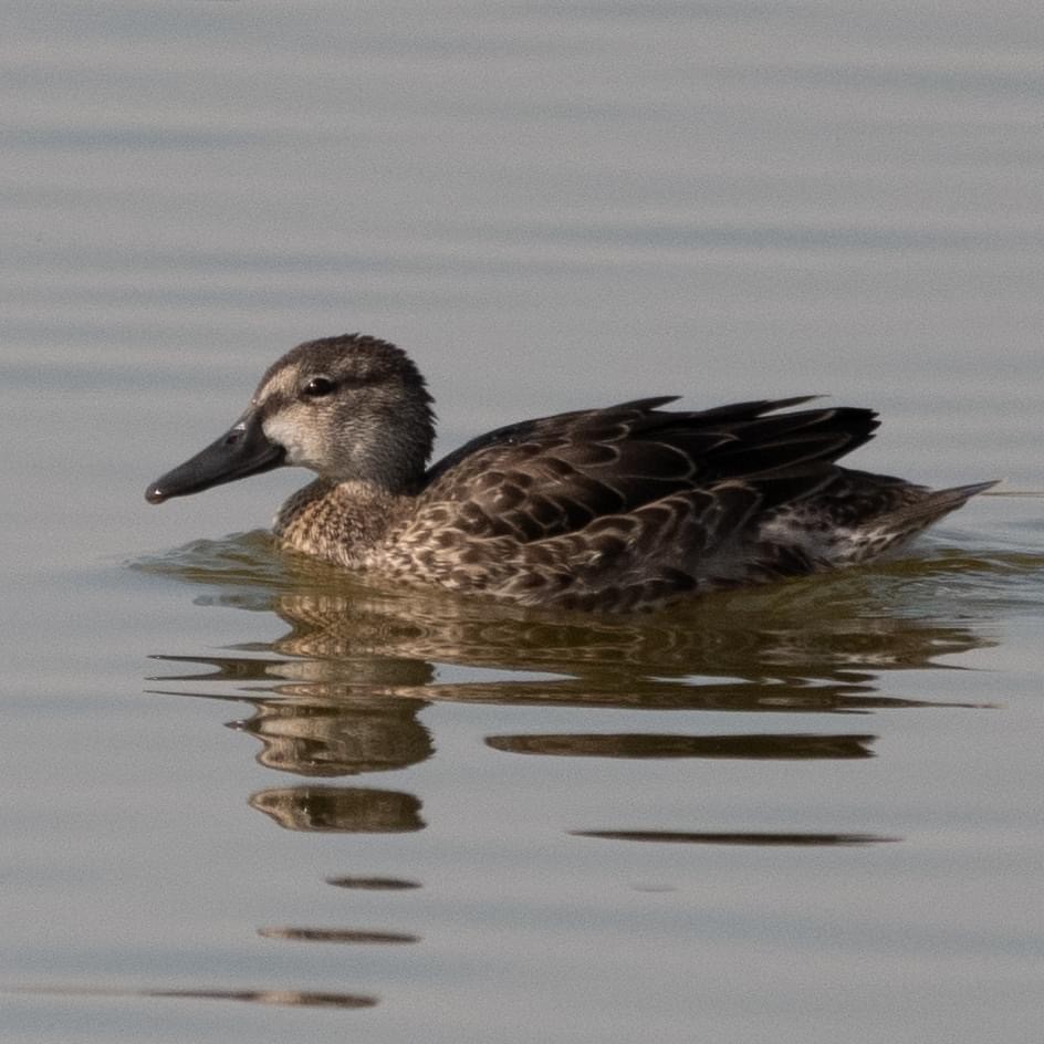Blue-winged Teal - ML482347211