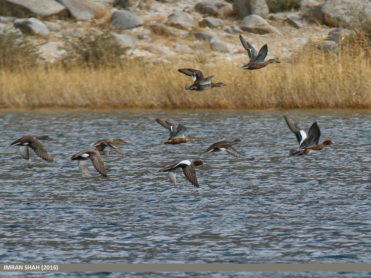 Gadwall - ML48234791