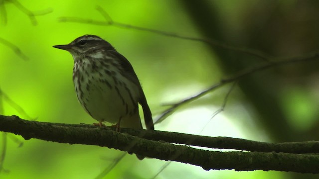 Louisiana Waterthrush - ML482348