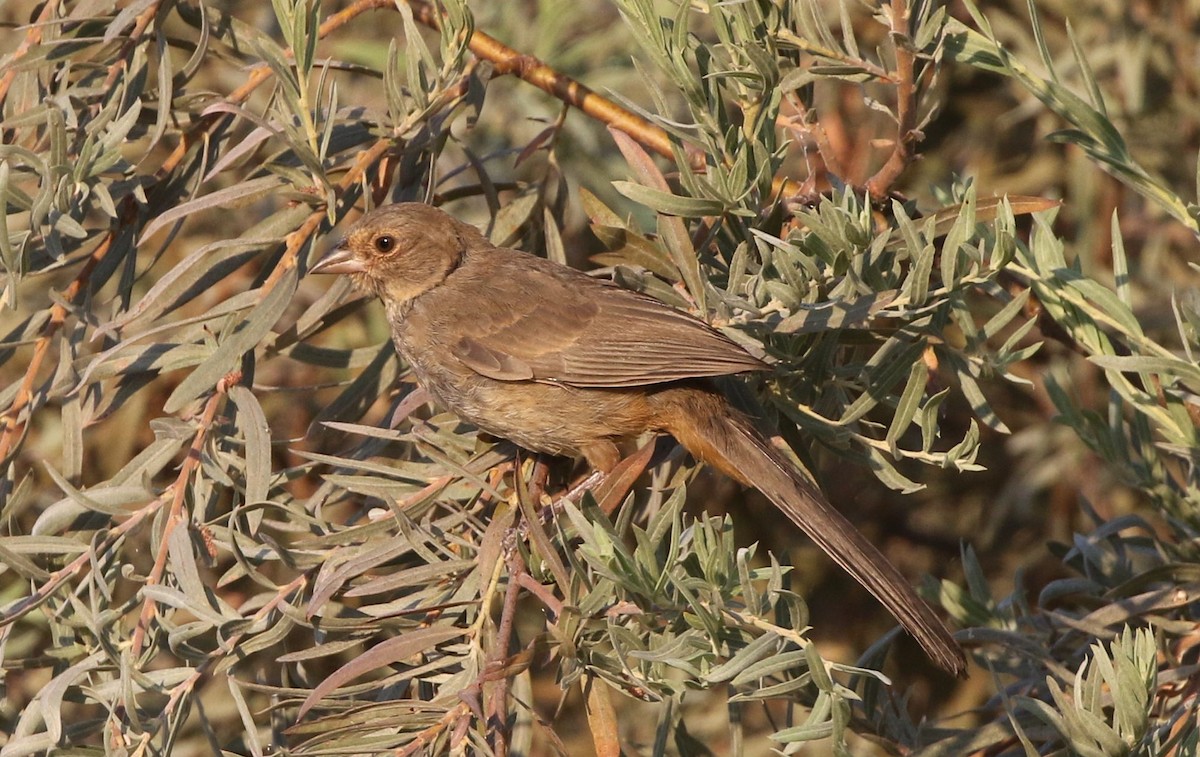 California Towhee - Kevin Thomas