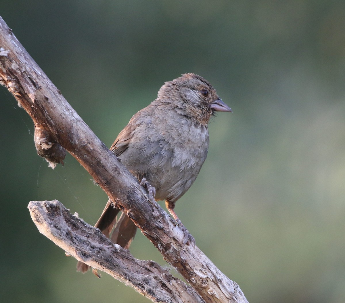 California Towhee - ML482349351