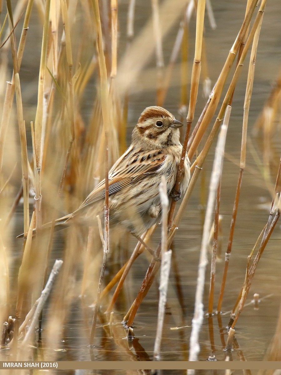 Reed Bunting - ML48234951