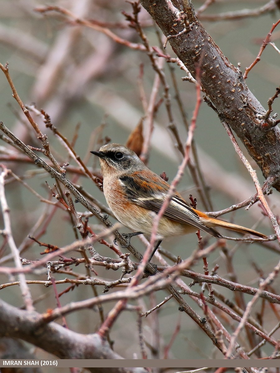 Rufous-backed Redstart - ML48234961