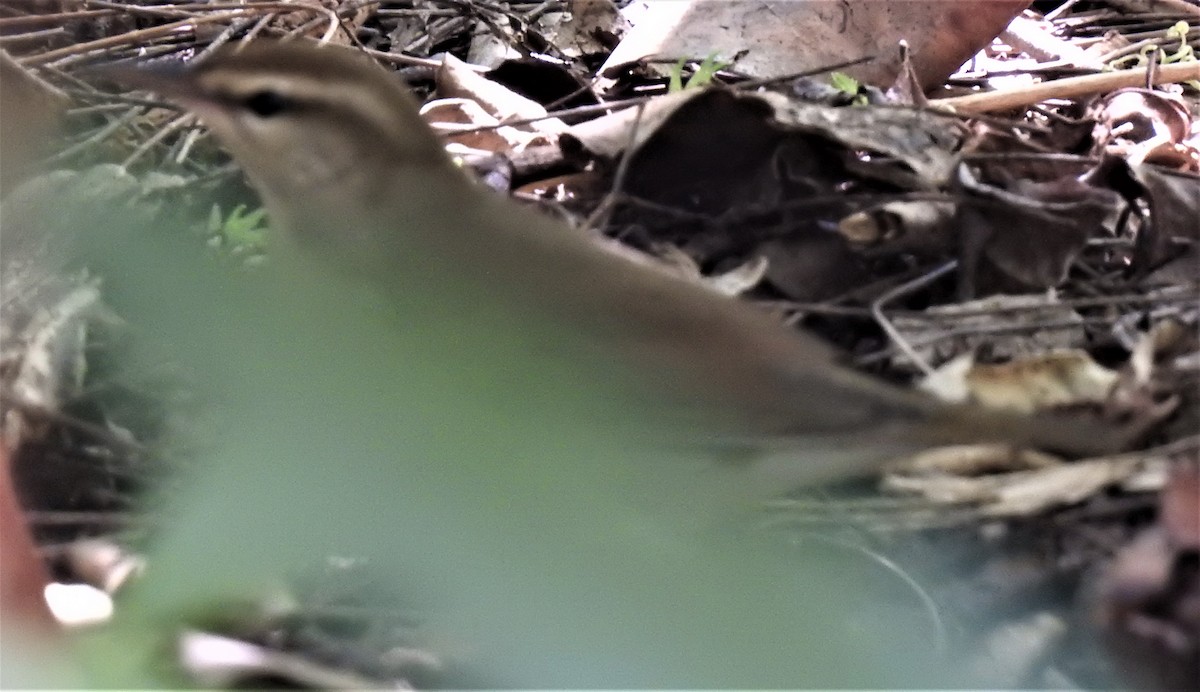 Swainson's Warbler - ML482350661