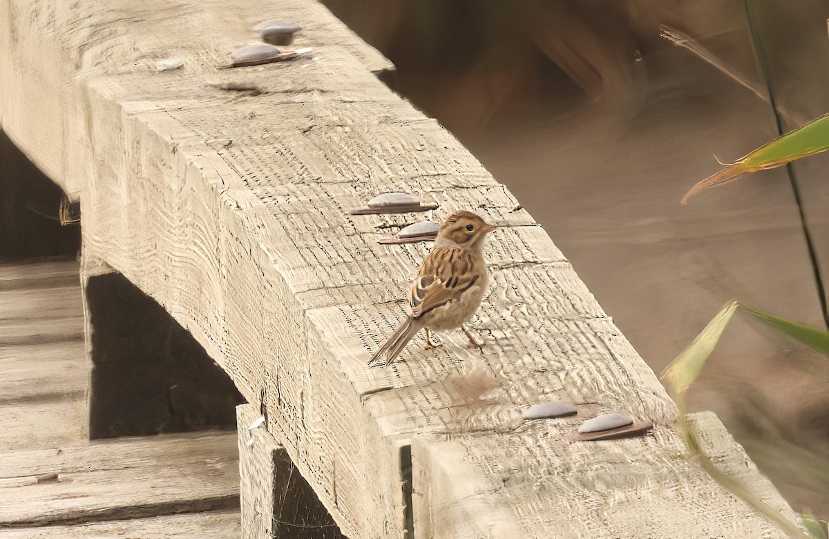 Clay-colored Sparrow - ML482352621