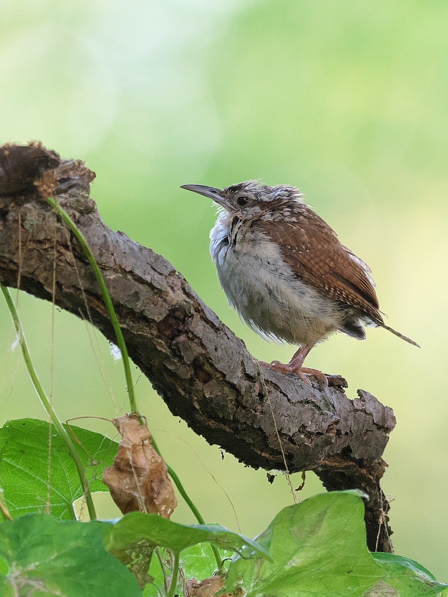 Carolina Wren - Gavin Edmondstone