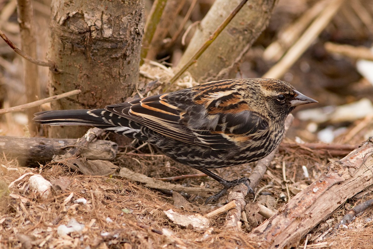 ハゴロモガラス - ML48235551