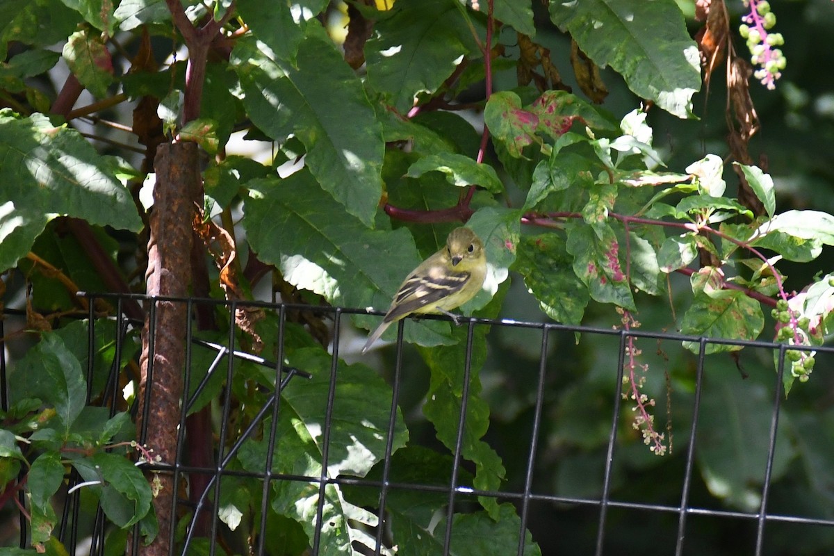 Yellow-bellied Flycatcher - Maddy P