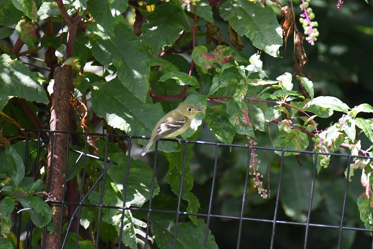 Yellow-bellied Flycatcher - Maddy P