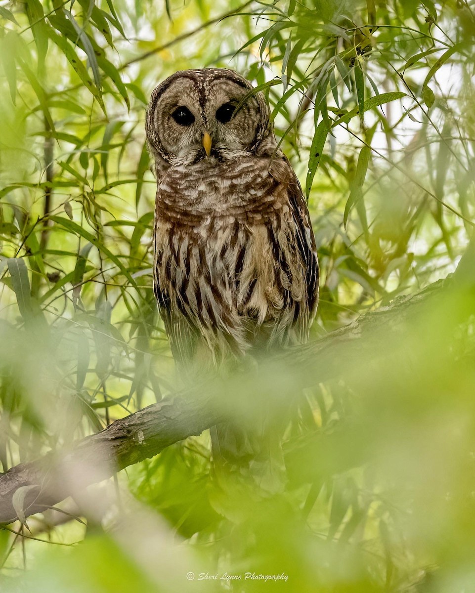 Barred Owl - ML482355581