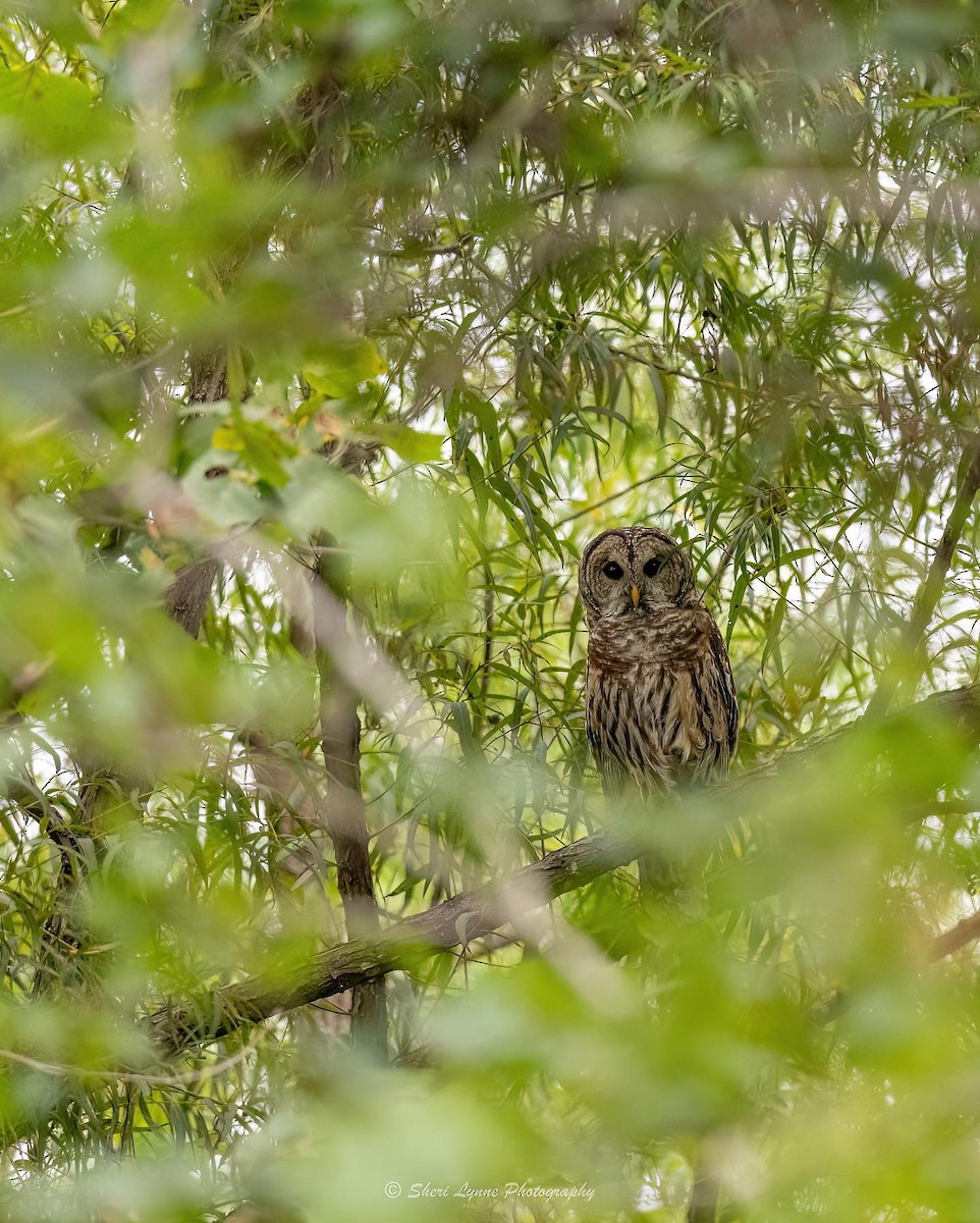 Barred Owl - ML482355591