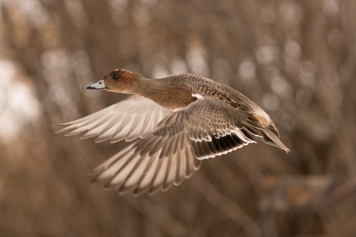 Eurasian Wigeon - Geoff Smith