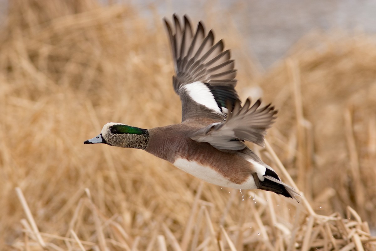 American Wigeon - ML48235611