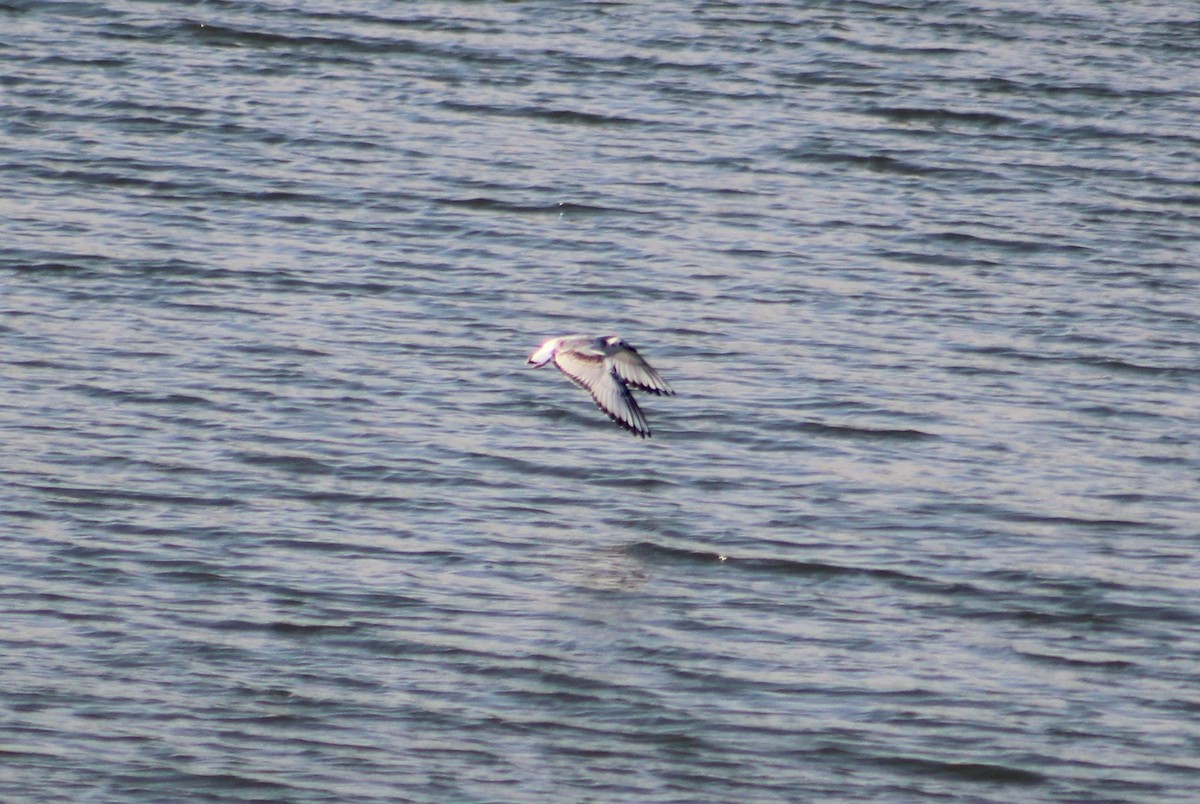 Bonaparte's Gull - ML482356411