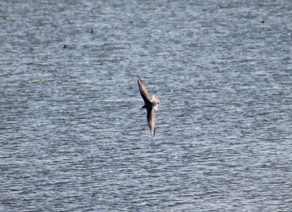 Bonaparte's Gull - ML482356531