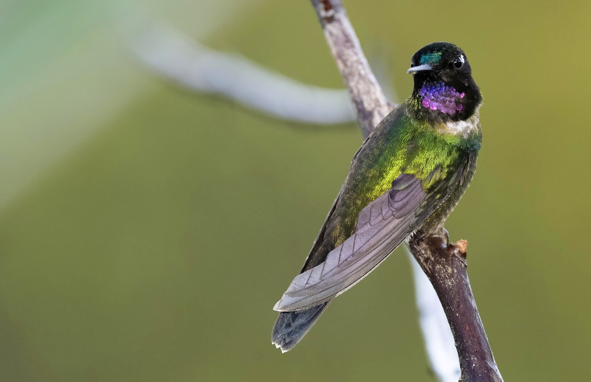 Tourmaline Sunangel - ML482357031