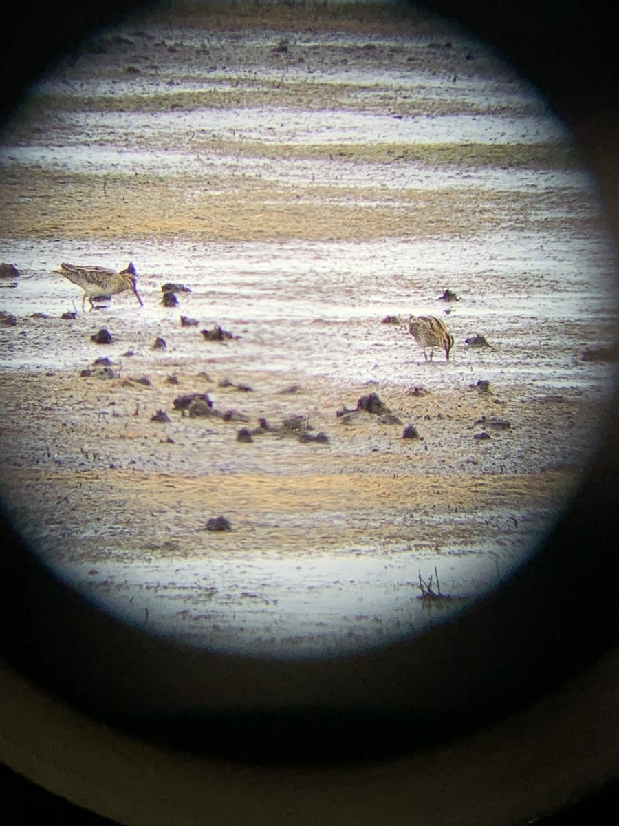 Wilson's Snipe - ML482357641