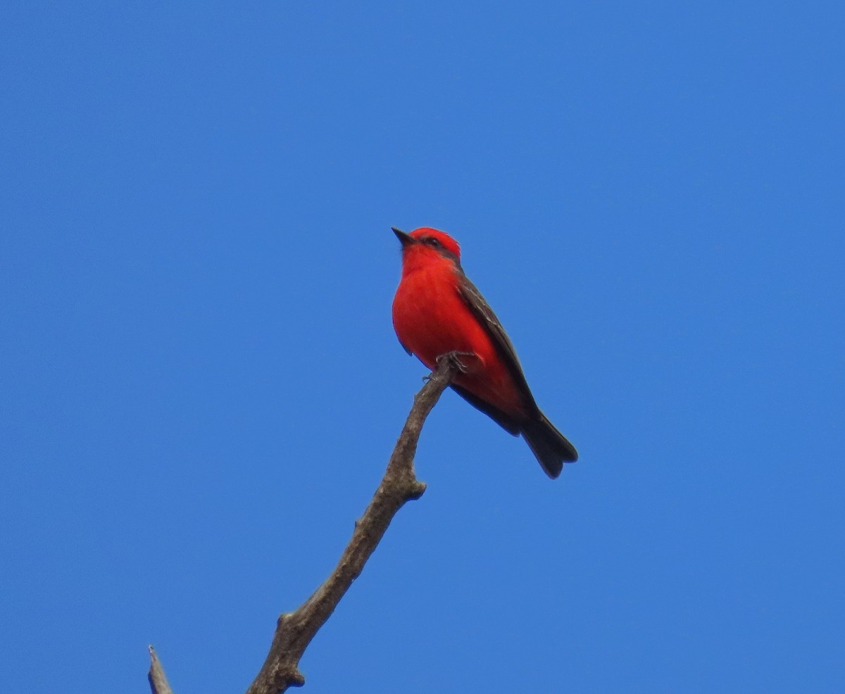 Vermilion Flycatcher - Birding Iguazu