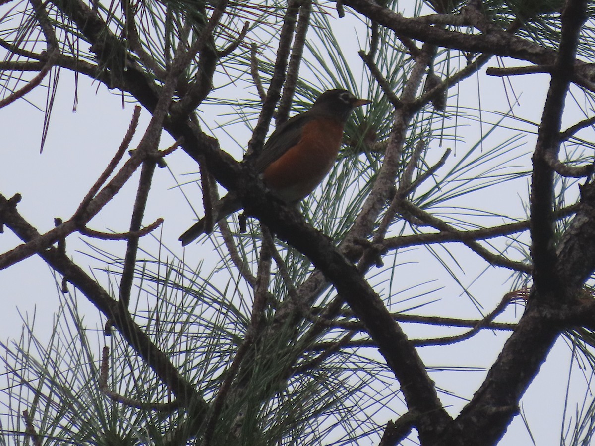 American Robin - ML482358851