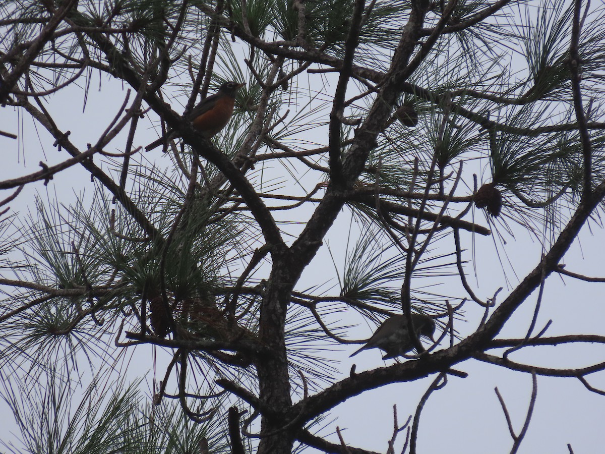 American Robin - ML482358861