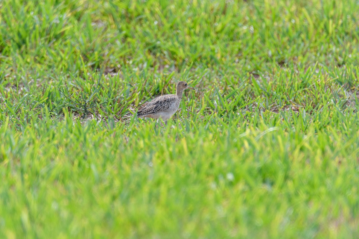 Upland Sandpiper - Ruben Torres