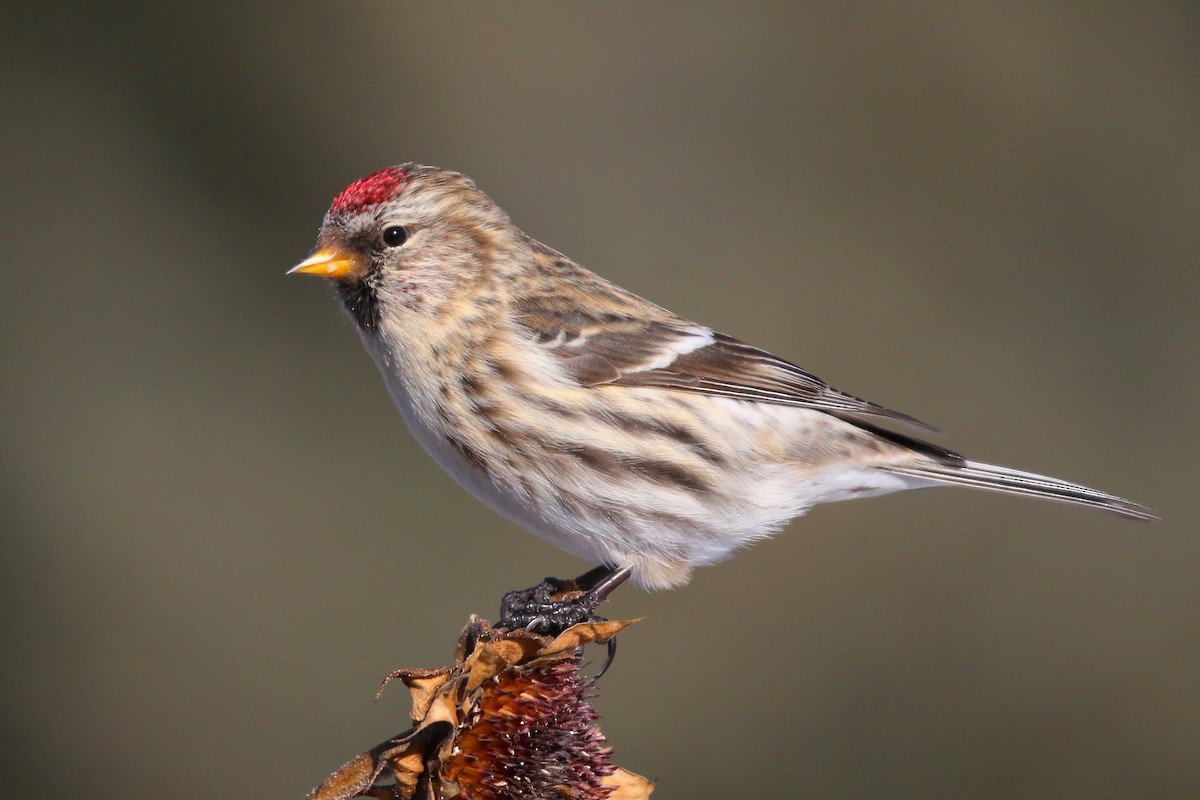 Common Redpoll - ML48236031