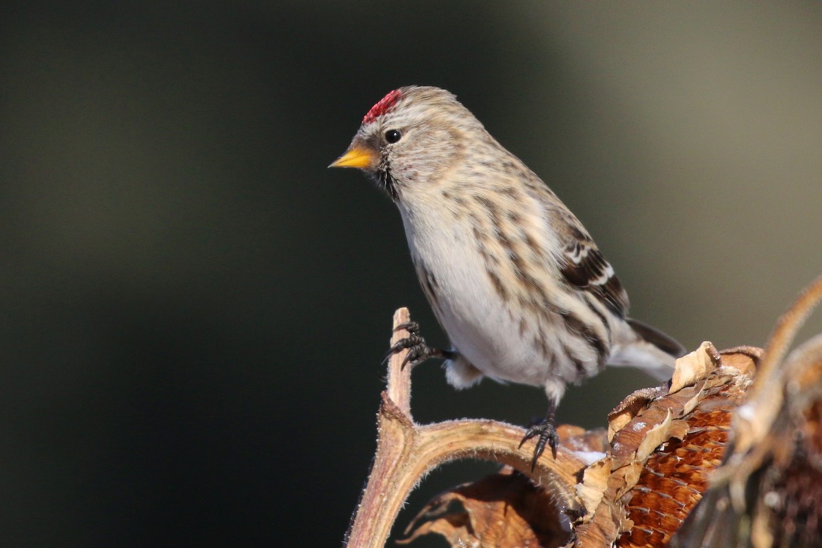 Common Redpoll - ML48236041