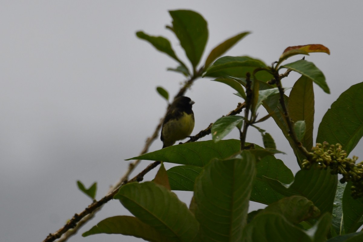 Yellow-bellied Seedeater - ML482360551