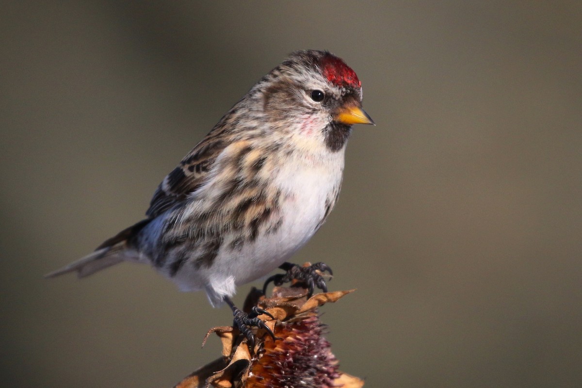 Common Redpoll - ML48236151