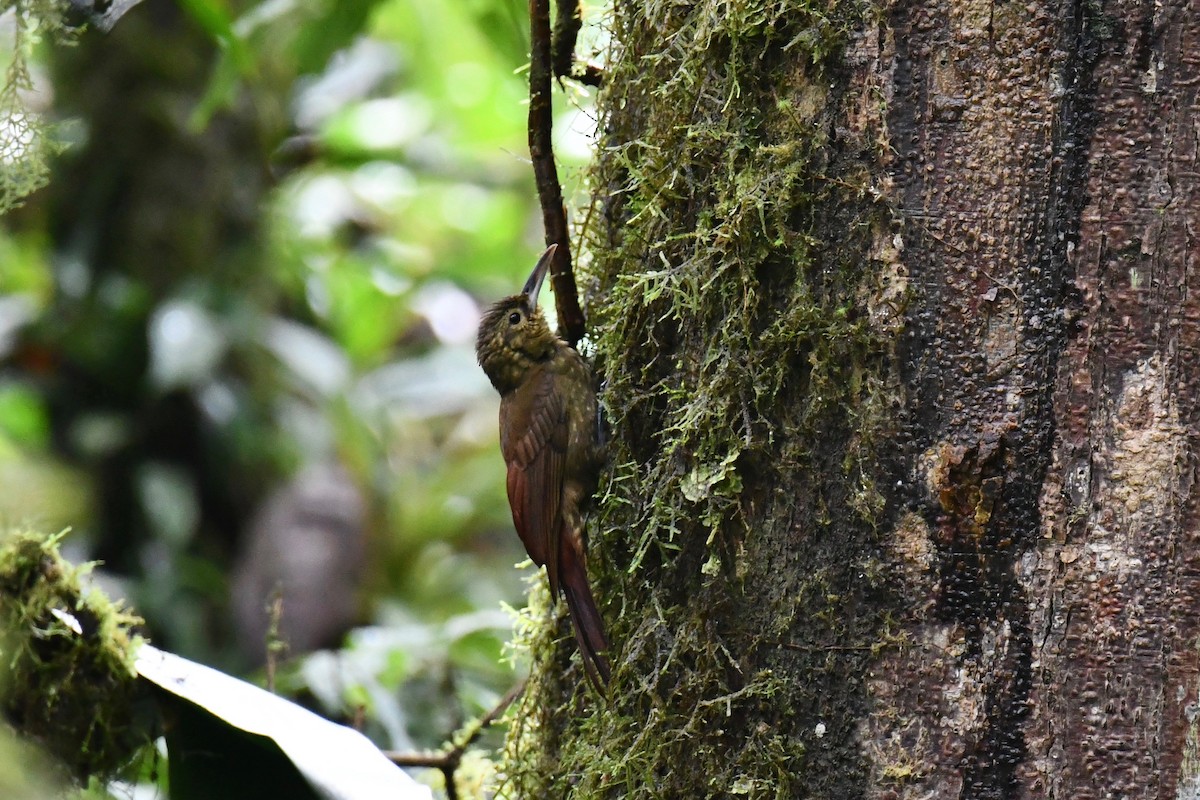 Spotted Woodcreeper - ML482362141