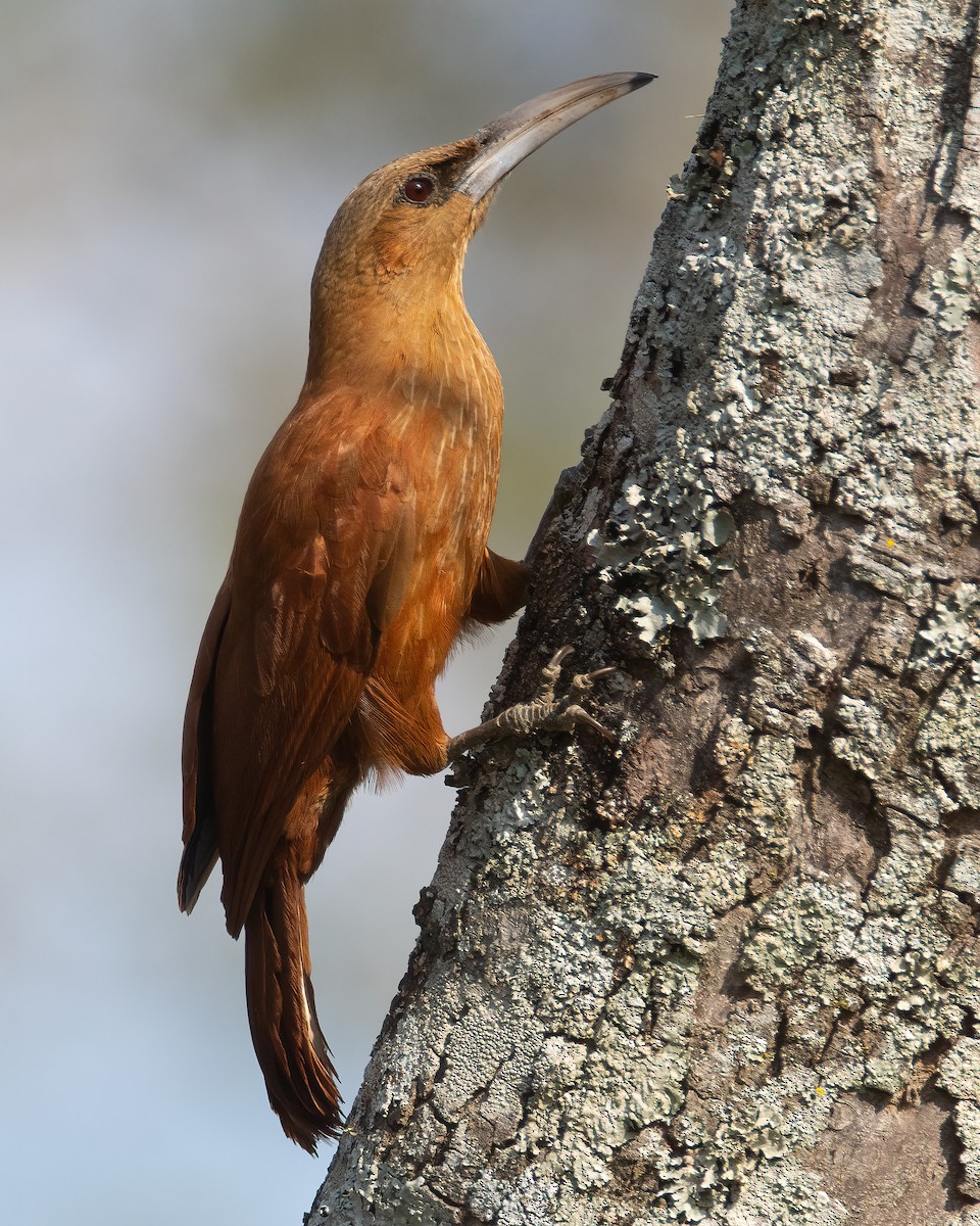 Great Rufous Woodcreeper - ML482362751