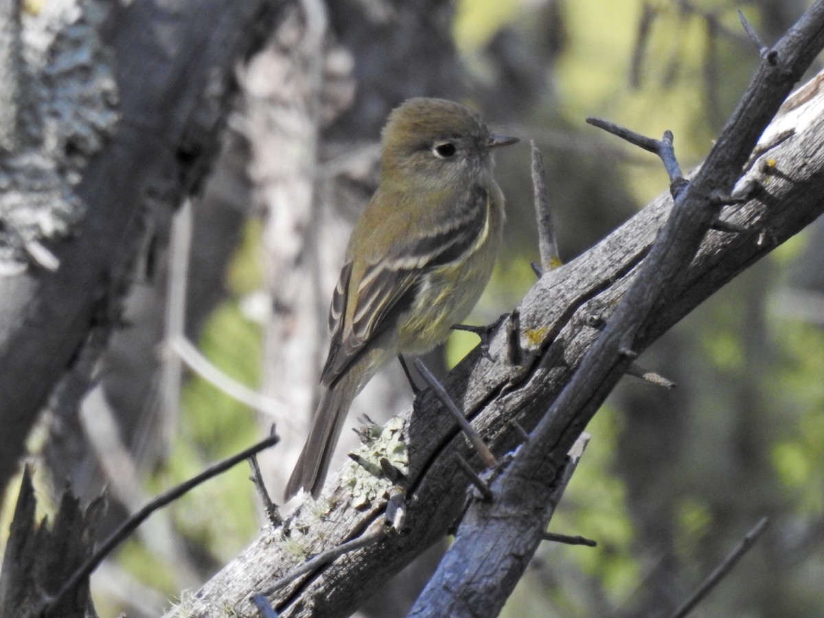 Hammond's Flycatcher - ML482364431