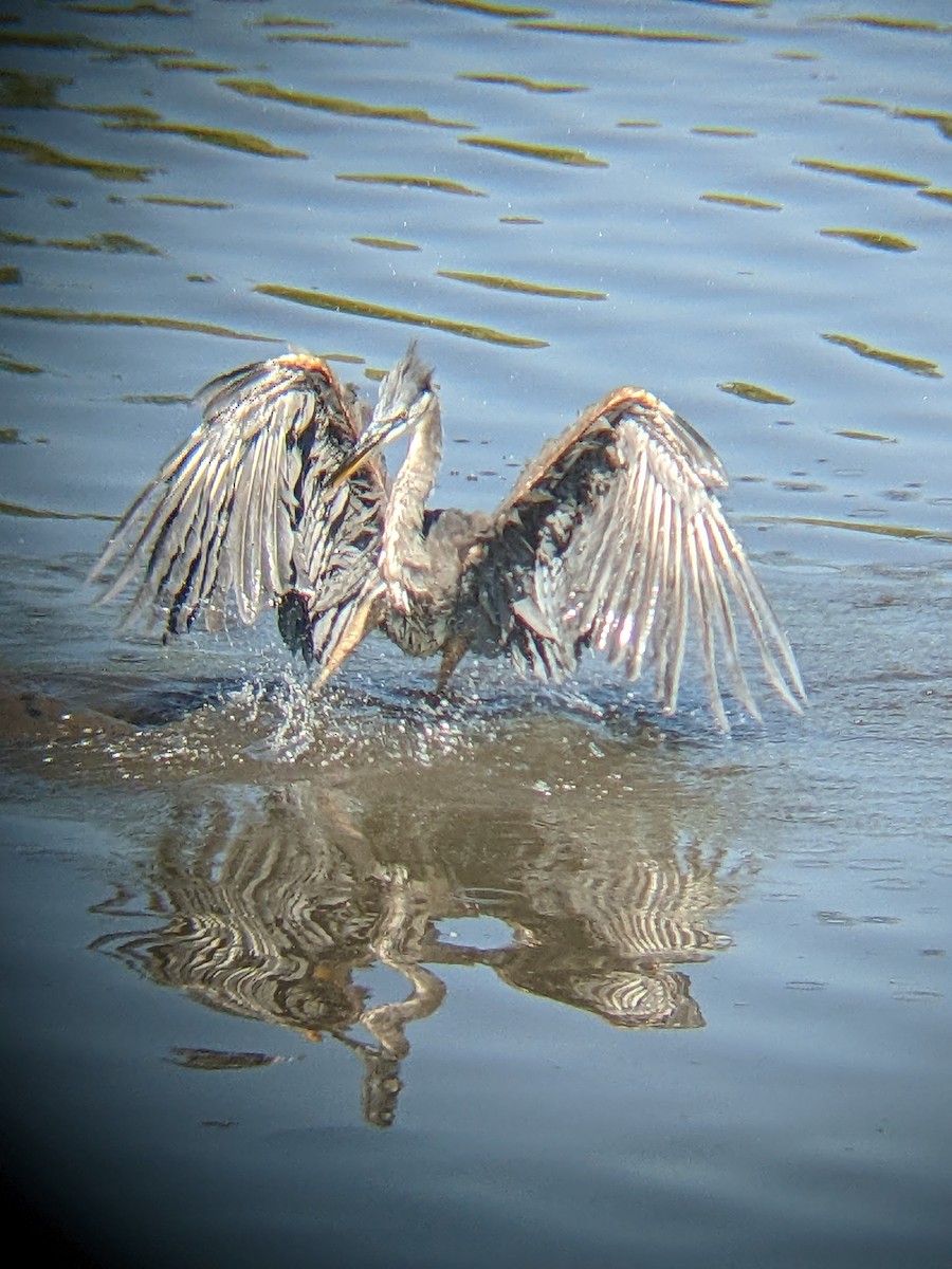 Great Blue Heron - David Warner