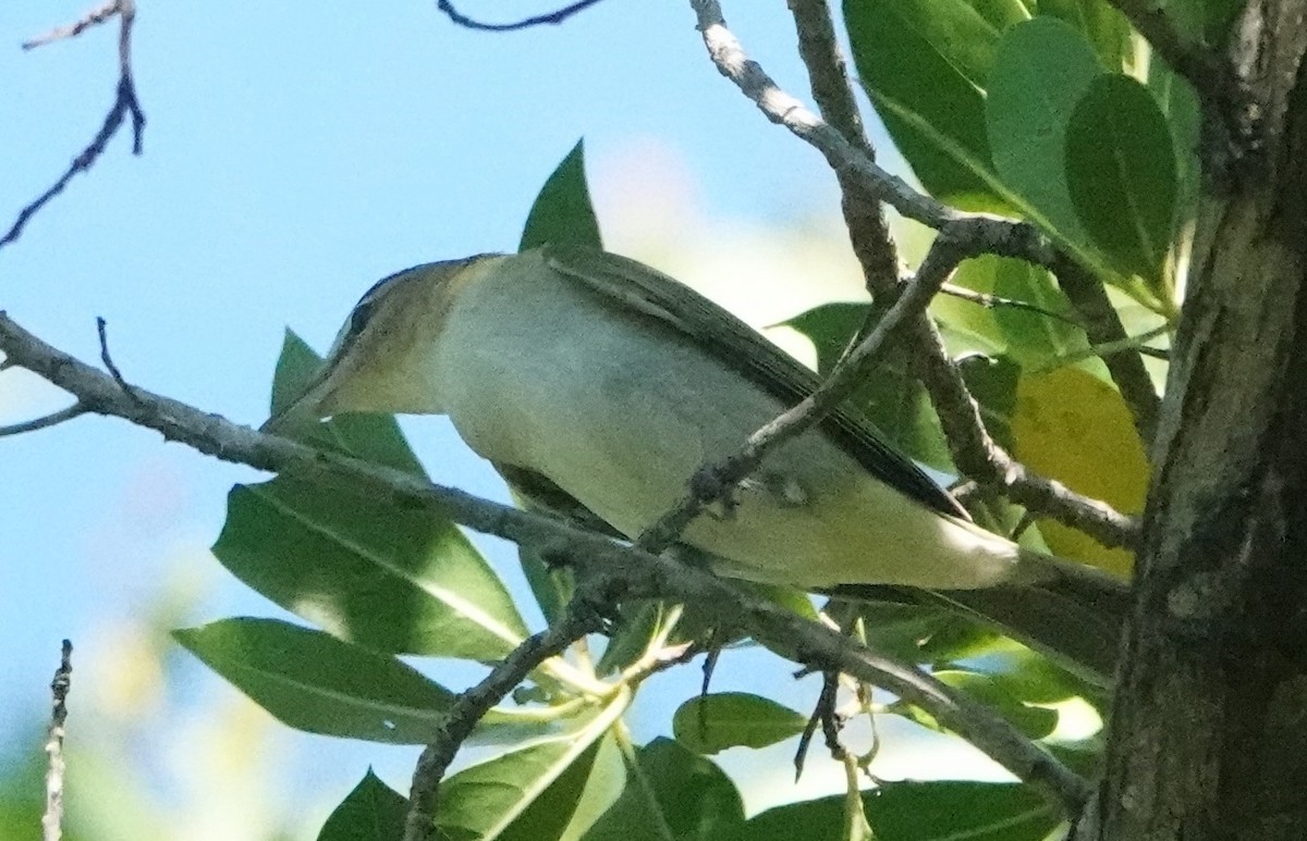 Vireo Ojirrojo - ML482365991