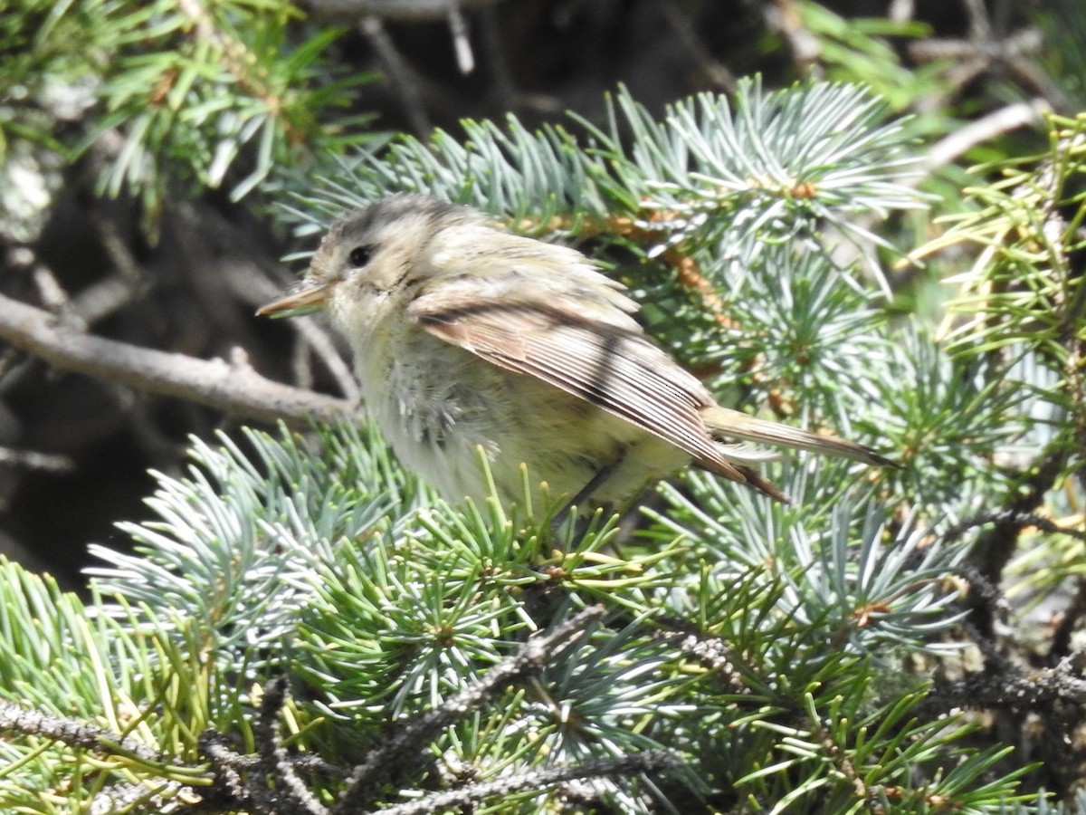 Warbling Vireo - Brian Johnson