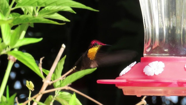 kolibřík červenohlavý - ML482367801