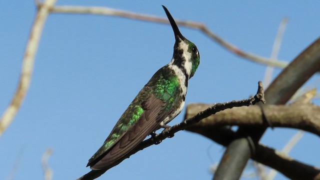 kolibřík tropický - ML482368051