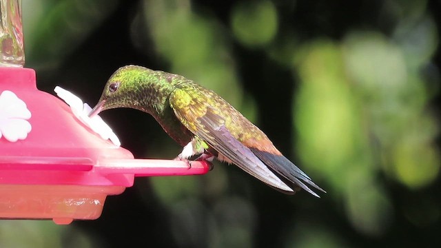 Copper-rumped Hummingbird - ML482368611