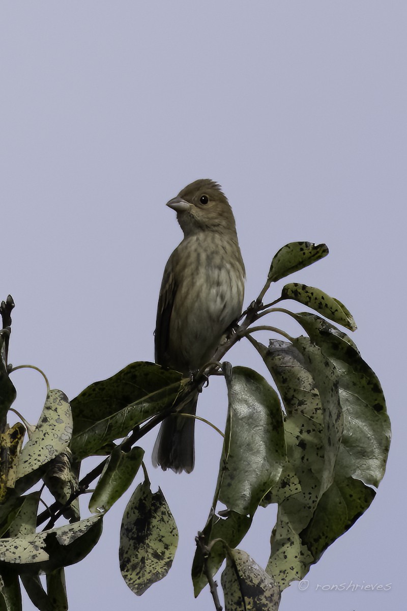 Passerin indigo - ML482370541