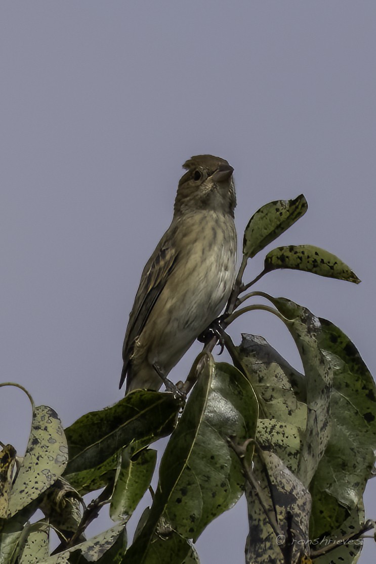 Indigo Bunting - Ron Shrieves