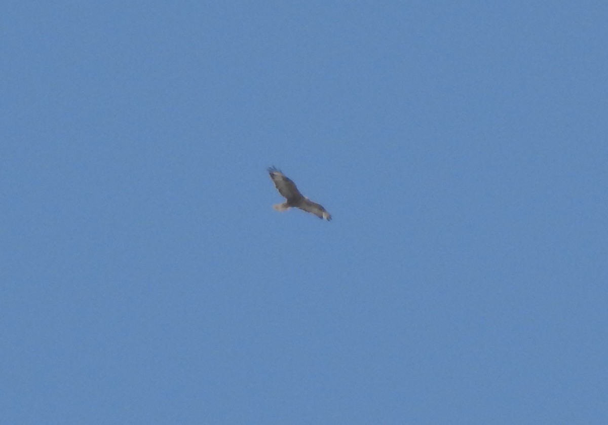 Long-legged Buzzard - ML482370831