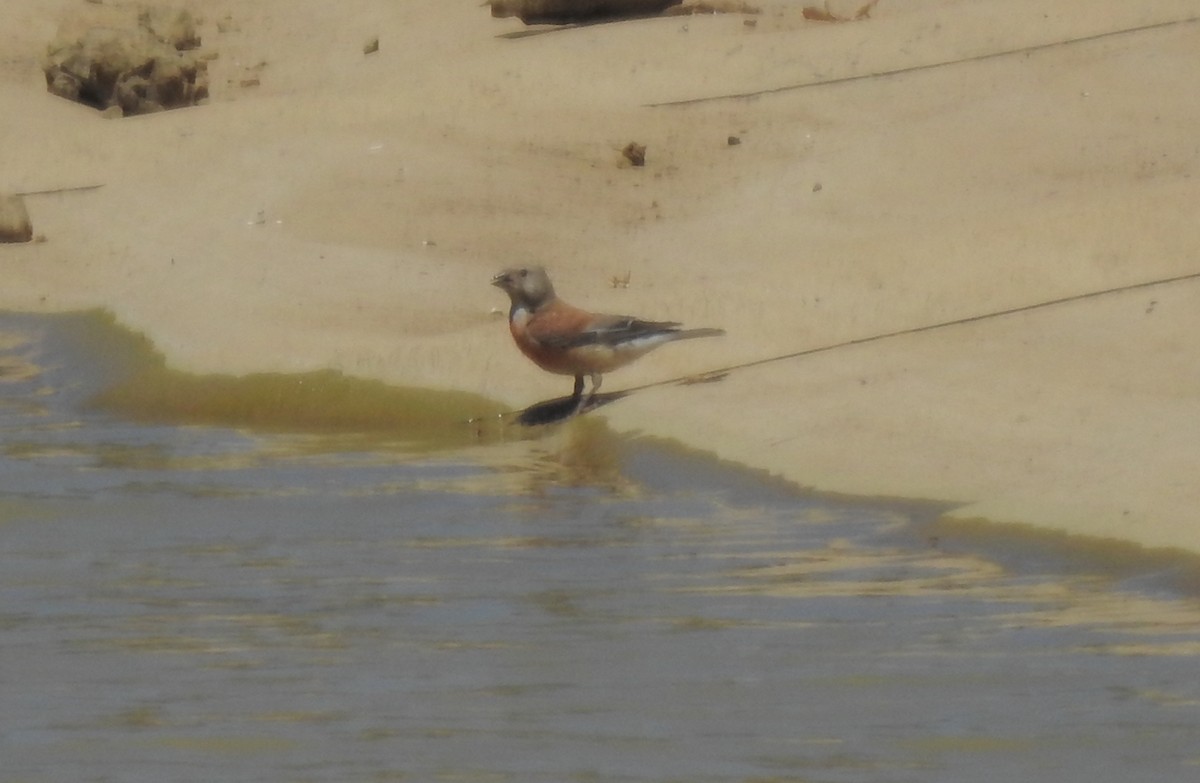 Eurasian Linnet - ML482371021