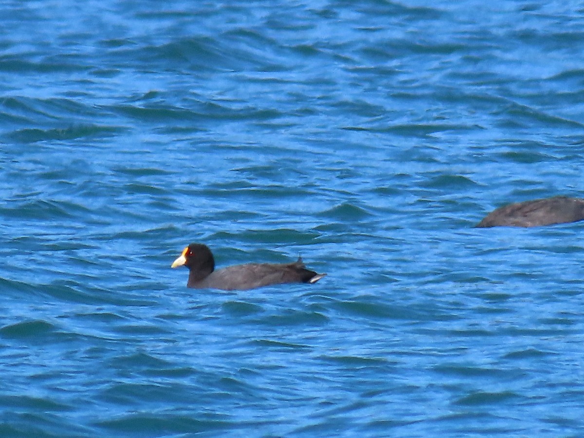 White-winged Coot - ML482371761