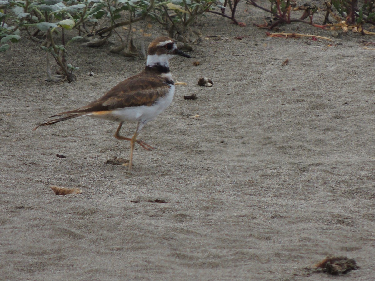 Killdeer - ML482371941